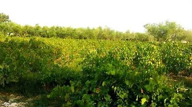 Agro Art Boutique And Luxury Villa